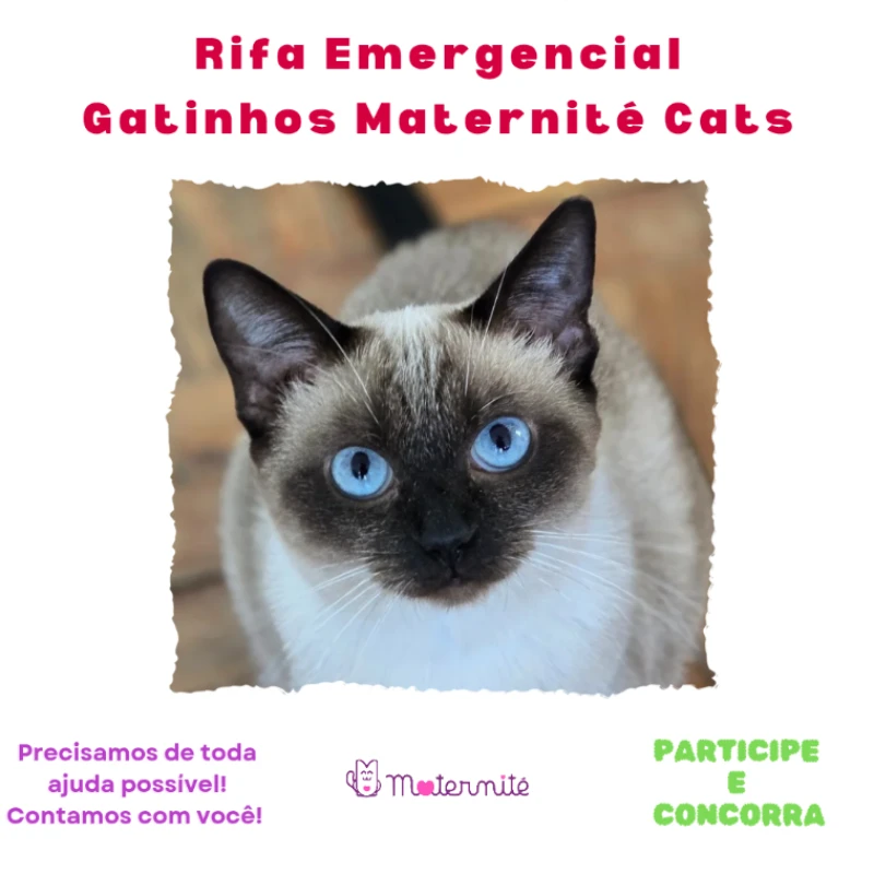 Rifa Emergencial - Gatinhos Maternité Cats