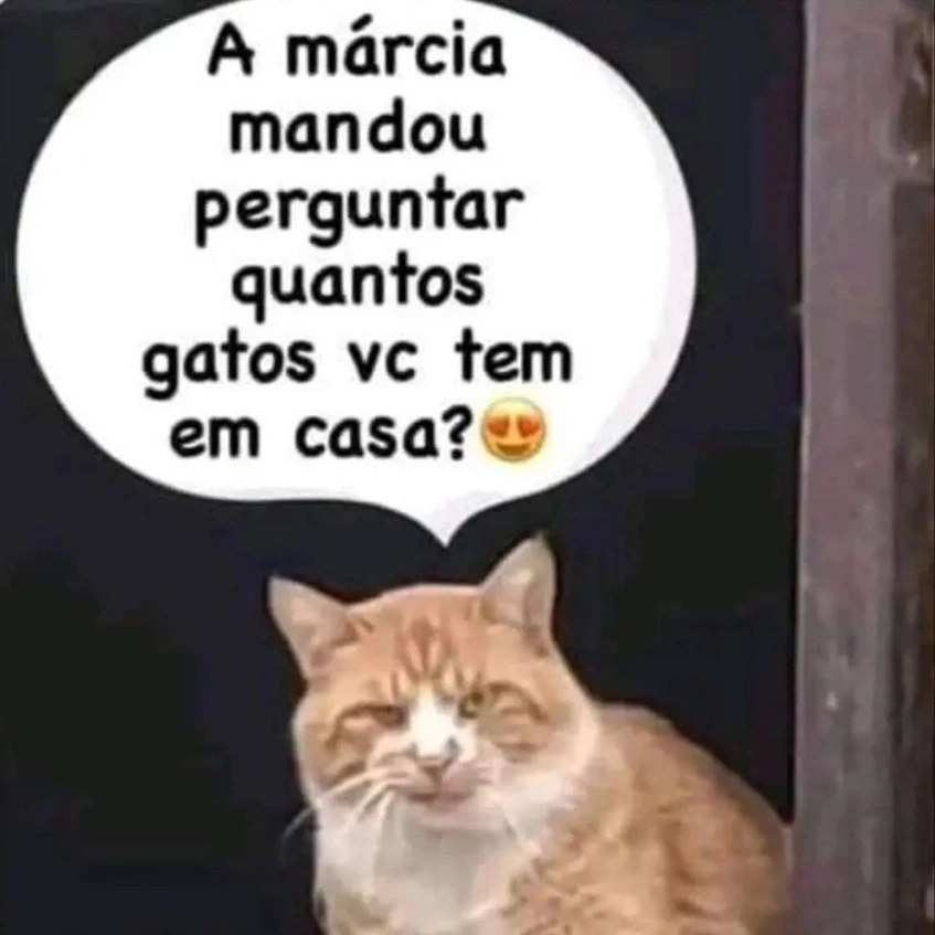 Salve os 78 gatinhos de Joanópolis